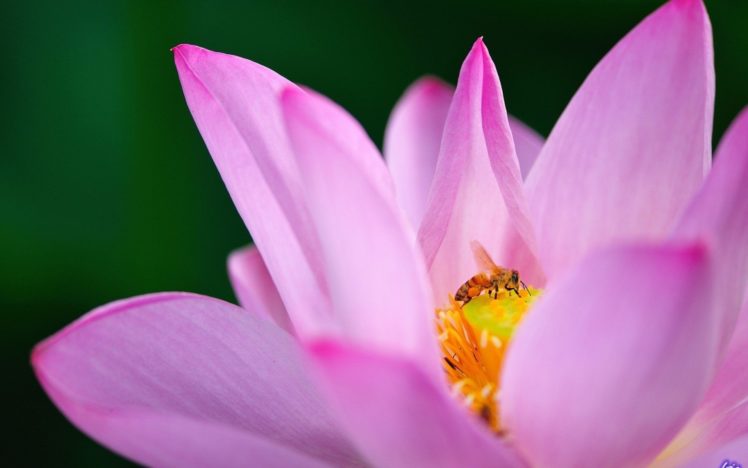 flowers, Macro, Bees, Pollen, Pink, Flowers HD Wallpaper Desktop Background