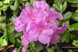 landscapes, Nature, Pink, Flowers, Rhododendron