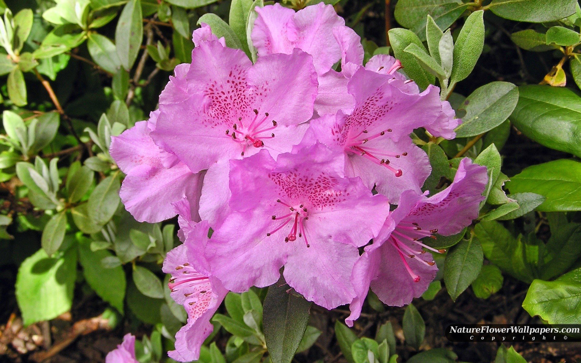 landscapes, Nature, Pink, Flowers, Rhododendron Wallpaper