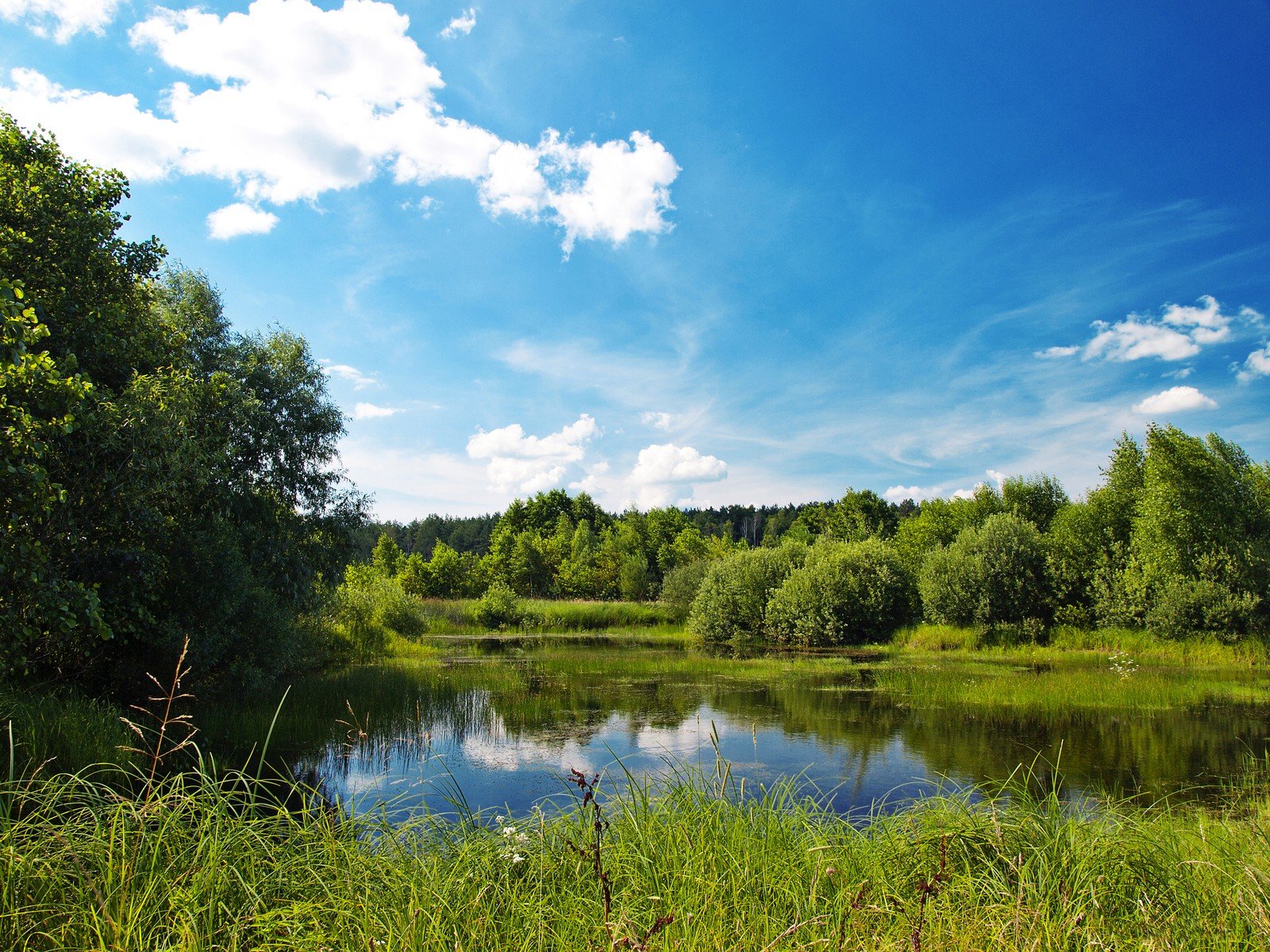 nature Wallpaper