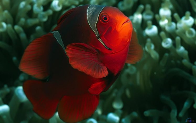 clownfish, Sea, Life HD Wallpaper Desktop Background