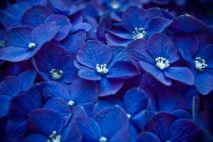 nature, Flowers, Blue, Flowers, Hydrangeas