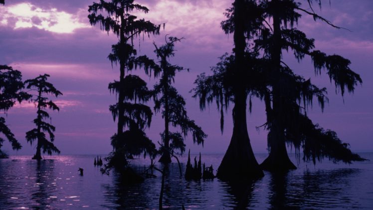 purple, Swamp HD Wallpaper Desktop Background