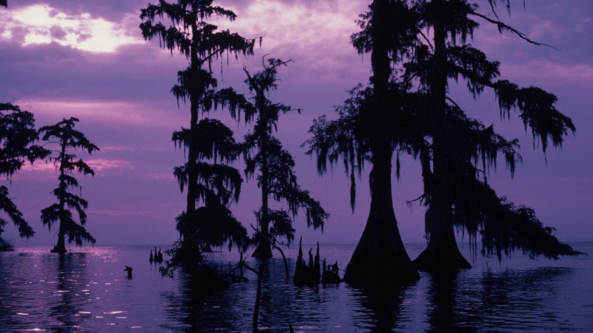 purple, Swamp Wallpaper
