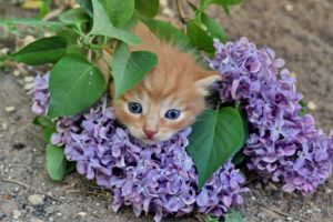 cats, Animals, Purple, Flowers
