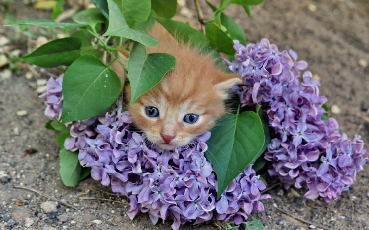 cats, Animals, Purple, Flowers HD Wallpaper Desktop Background