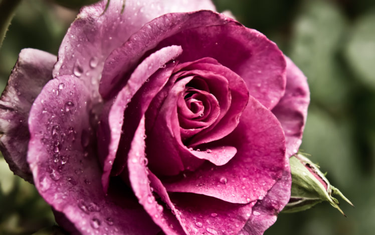 roses, Water, Drops, Close, Up, Petals HD Wallpaper Desktop Background