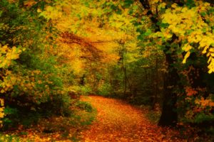 landscapes, Leaves, Forest, Woods, Autumn, Fall, Path, Trail