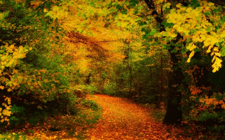 landscapes, Leaves, Forest, Woods, Autumn, Fall, Path, Trail HD Wallpaper Desktop Background