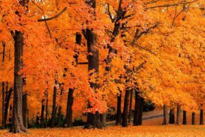 landscapes, Forest, Leaves, Autumn, Fall, Orange