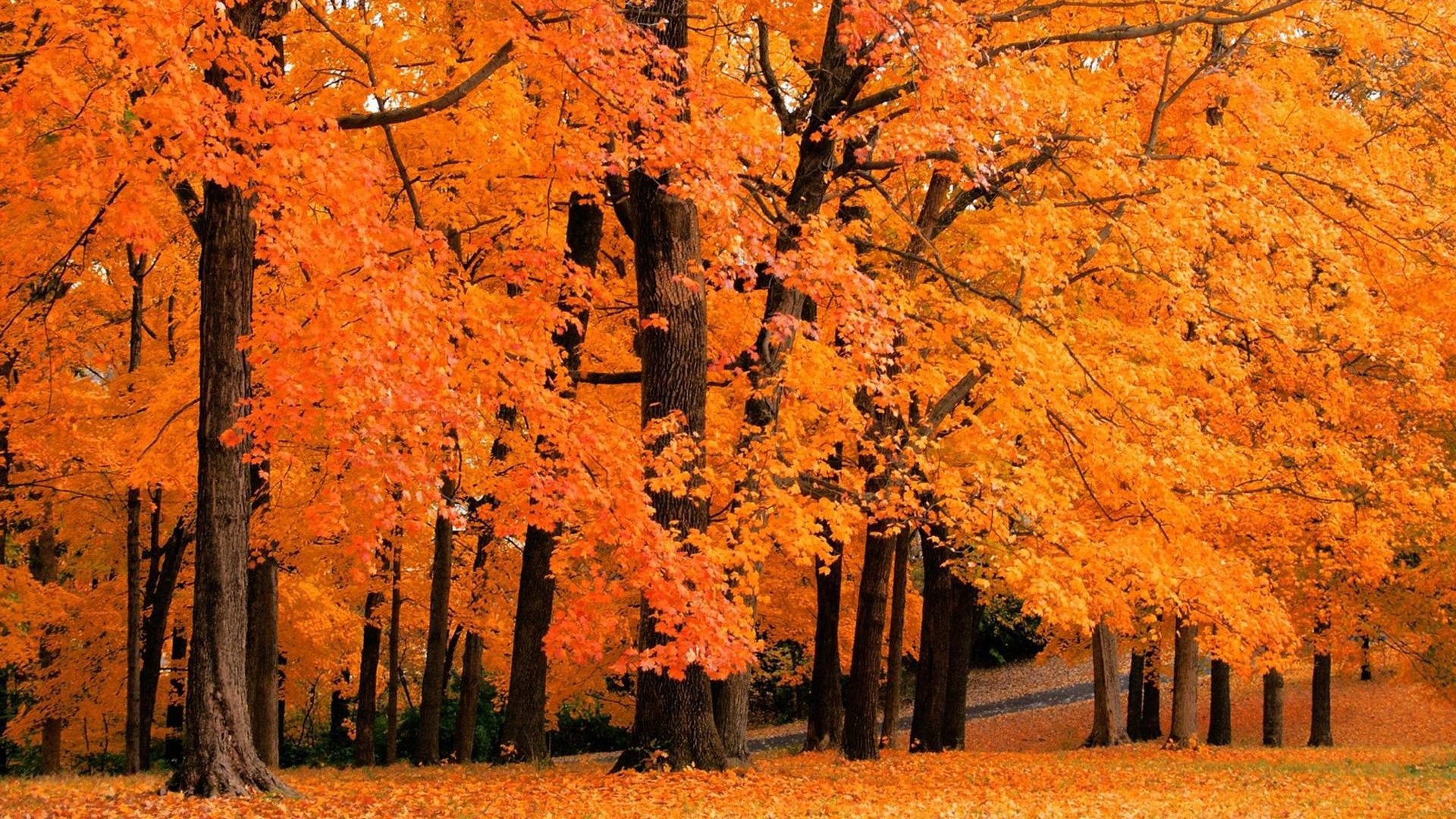 landscapes, Forest, Leaves, Autumn, Fall, Orange Wallpaper