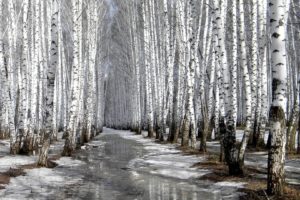 nature, Winter, Forests, Birch