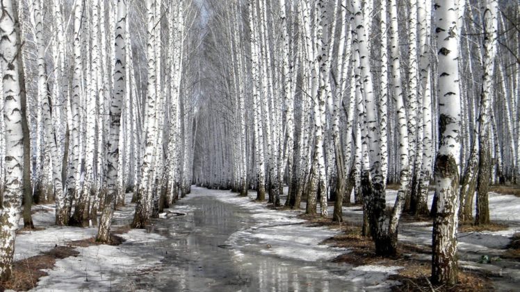 nature, Winter, Forests, Birch HD Wallpaper Desktop Background
