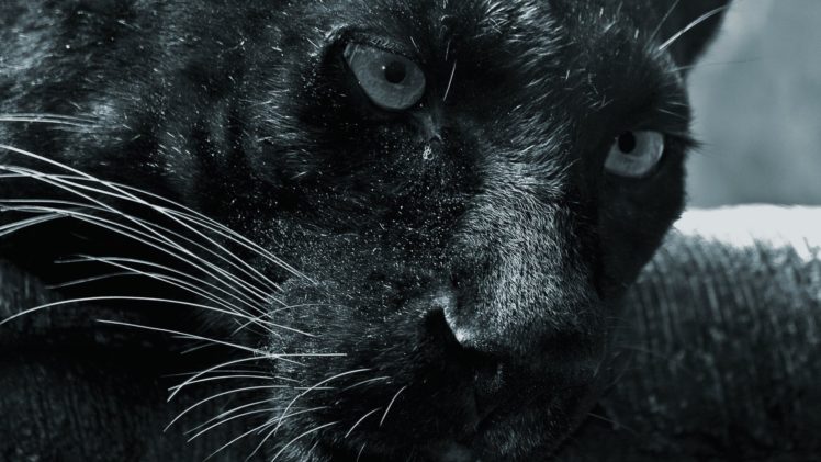 black, Cats, Animals, Panthers HD Wallpaper Desktop Background