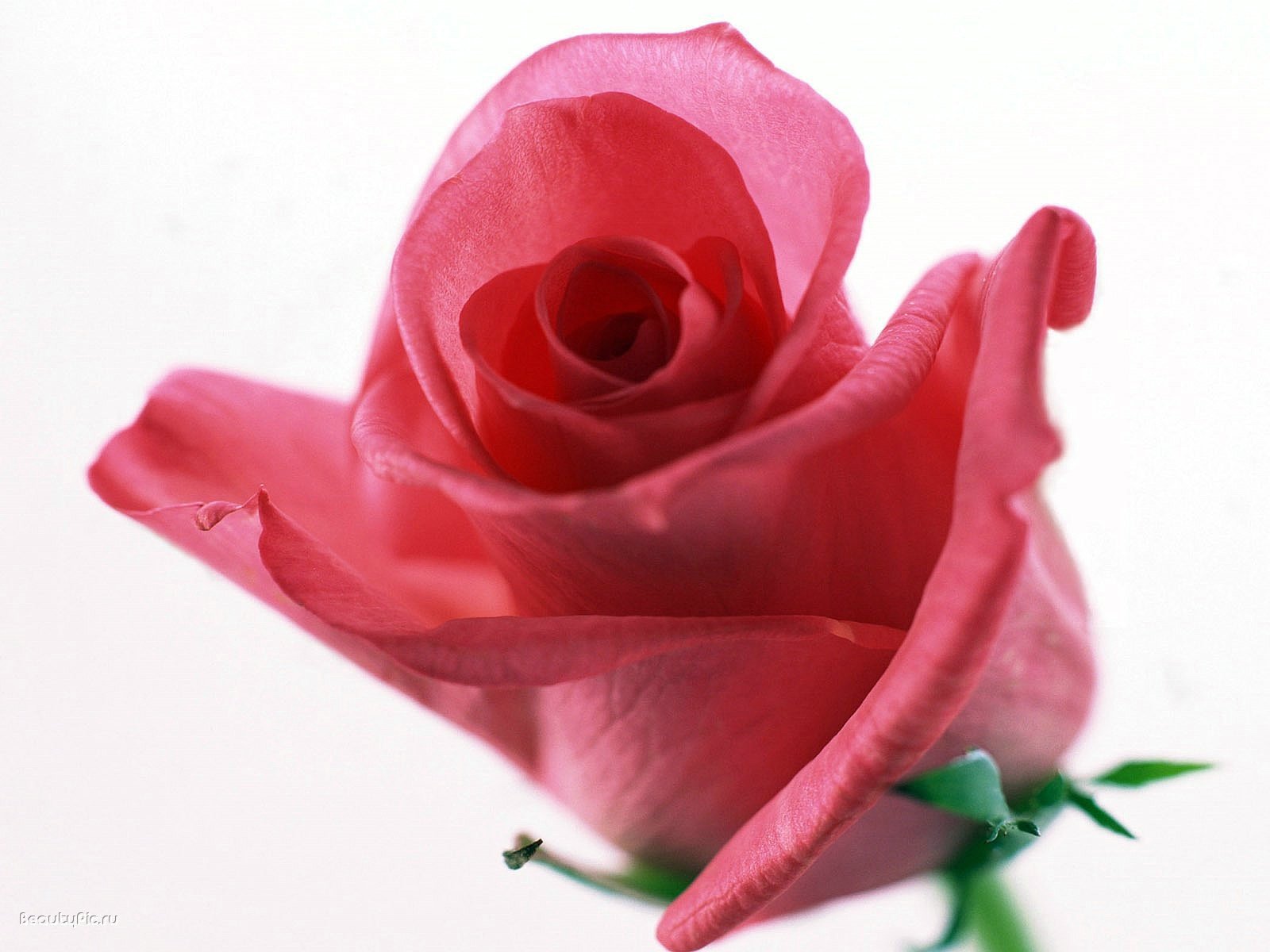 roses Wallpaper