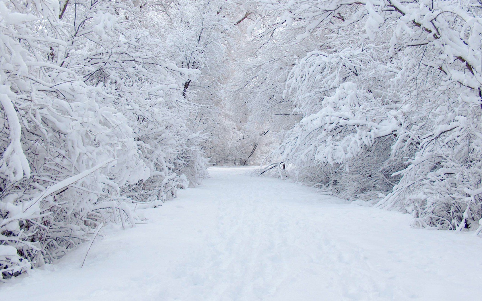 nature, Winter Wallpaper