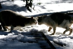 snow, Cats, Animals