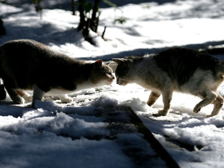snow, Cats, Animals HD Wallpaper Desktop Background