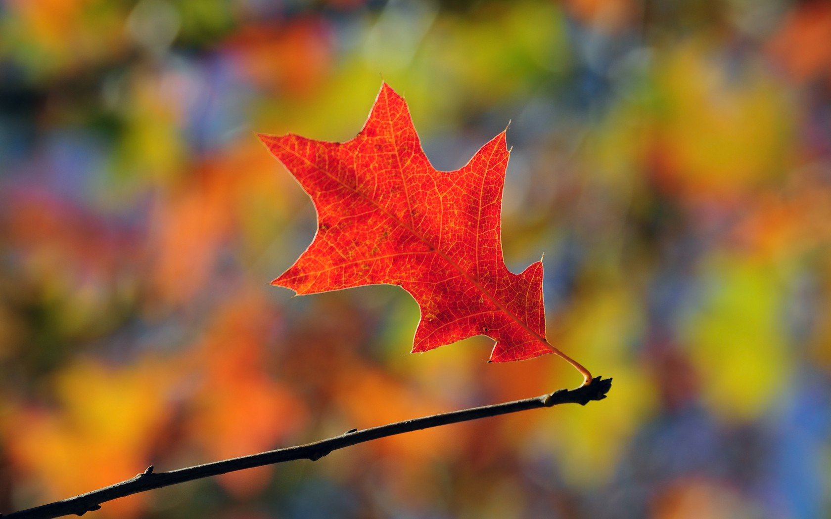 nature, Leaf, Orange, Leaves, Oak Wallpaper