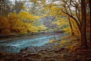 landscapes, Nature, Trees, Autumn, Rivers