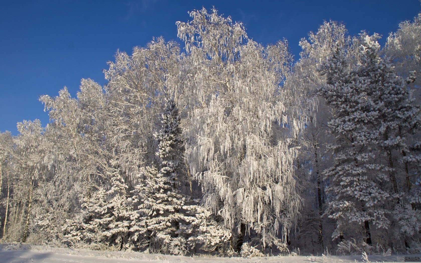 landscapes, Nature, Snow, Trees, Forests Wallpaper