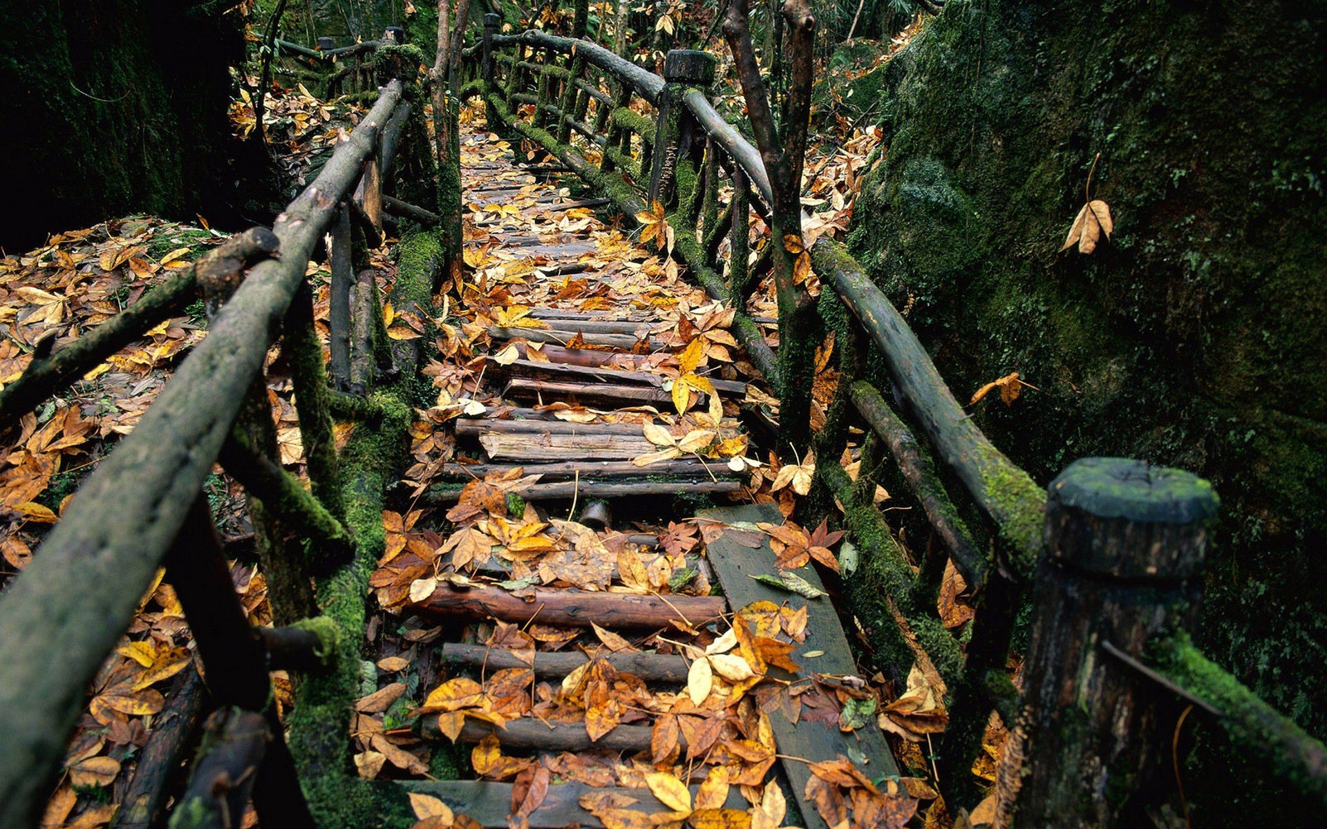 bridges Wallpaper