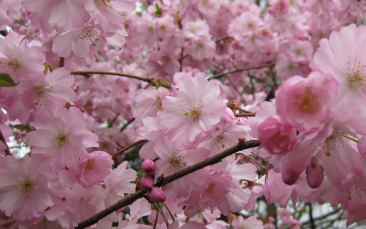 cherry, Blossoms, Flowers HD Wallpaper Desktop Background