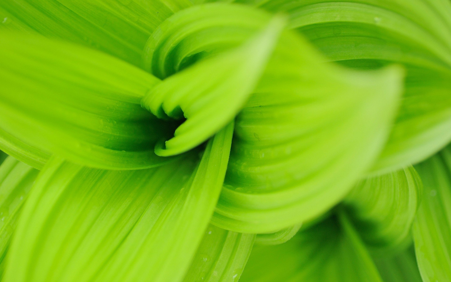 japan, Leaves, Macro Wallpaper