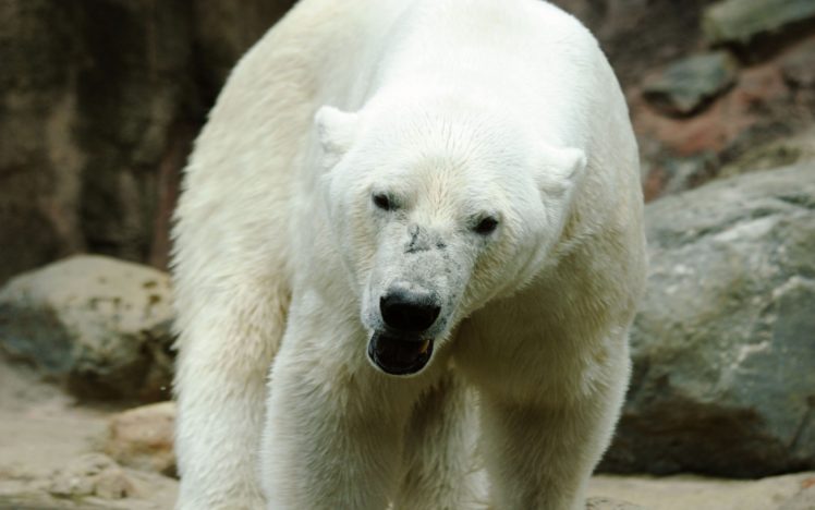 nature, Animals, Polar, Bears HD Wallpaper Desktop Background