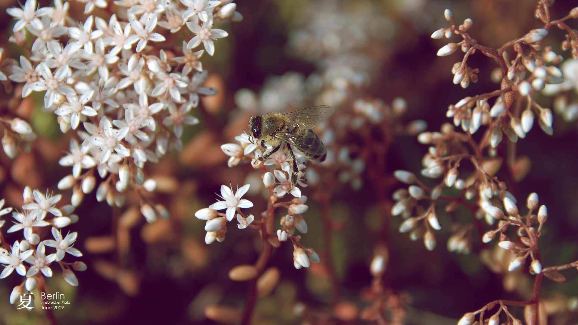 nature, Flowers, Insects, Summer, Bees, Branches, White, Flowers Wallpaper