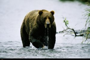 national, Geographic, Bears