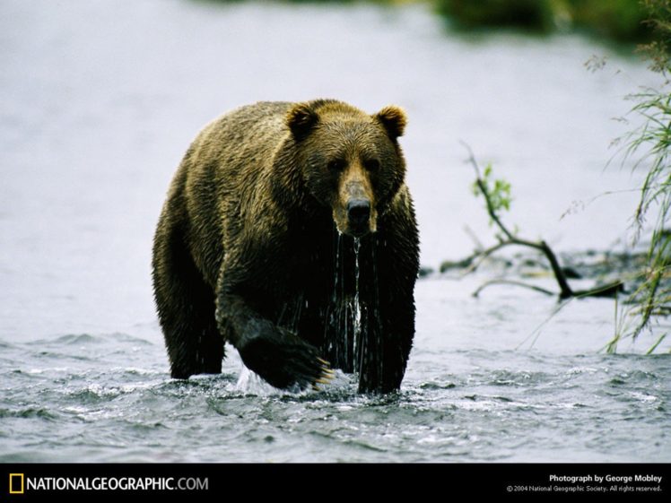 national, Geographic, Bears HD Wallpaper Desktop Background