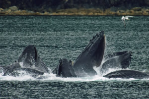 whales, Breach, Gull, Bay, Ocean, Sea