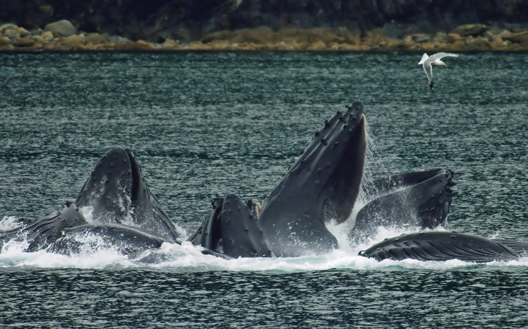 whales, Breach, Gull, Bay, Ocean, Sea HD Wallpaper Desktop Background