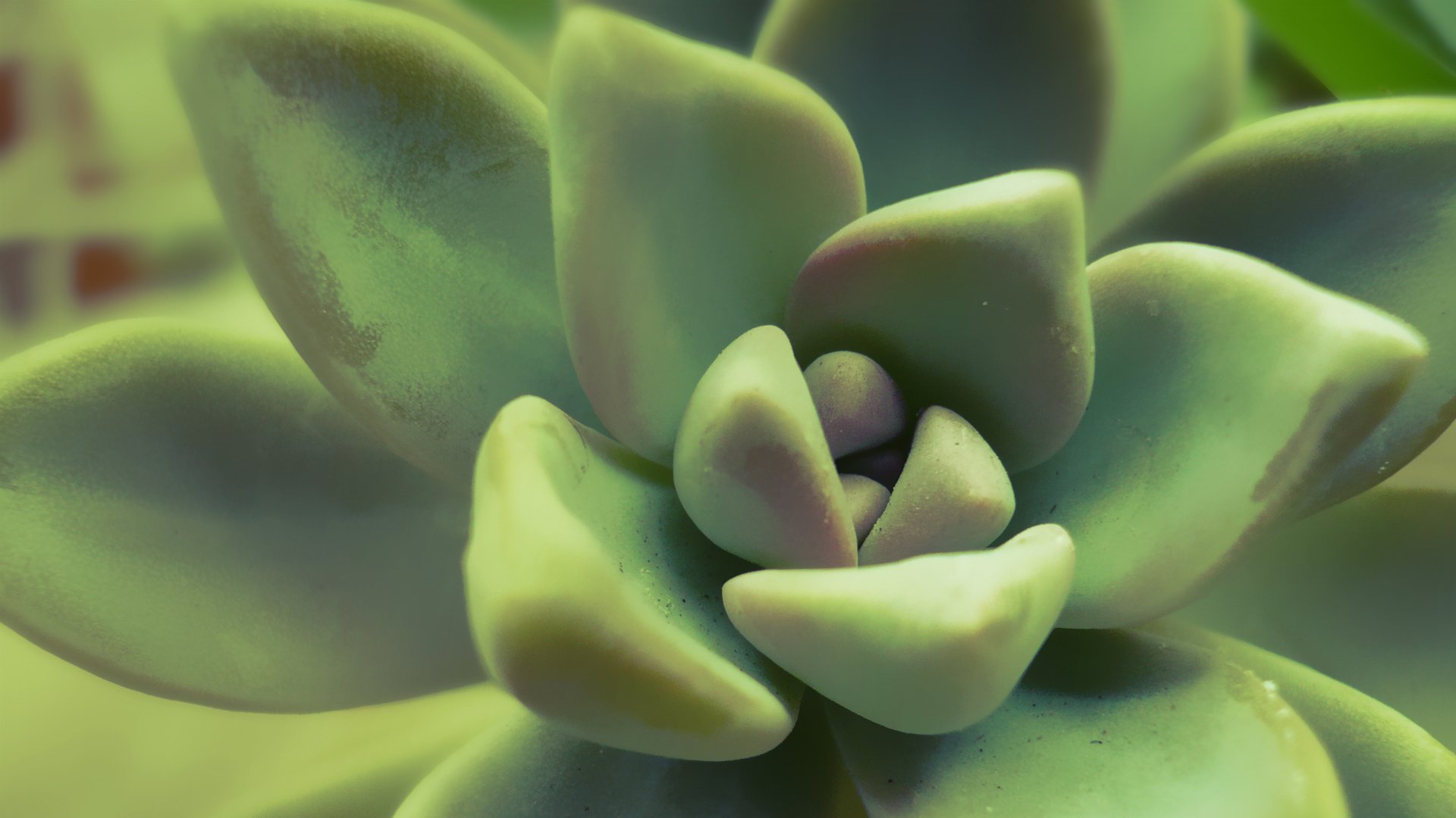 green, Plants Wallpaper