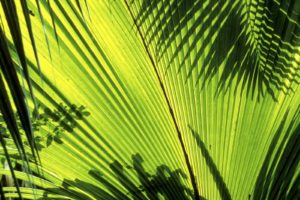 nature, Seychelles, Palm, Leaves