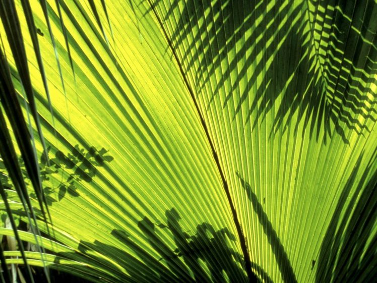 nature, Seychelles, Palm, Leaves HD Wallpaper Desktop Background