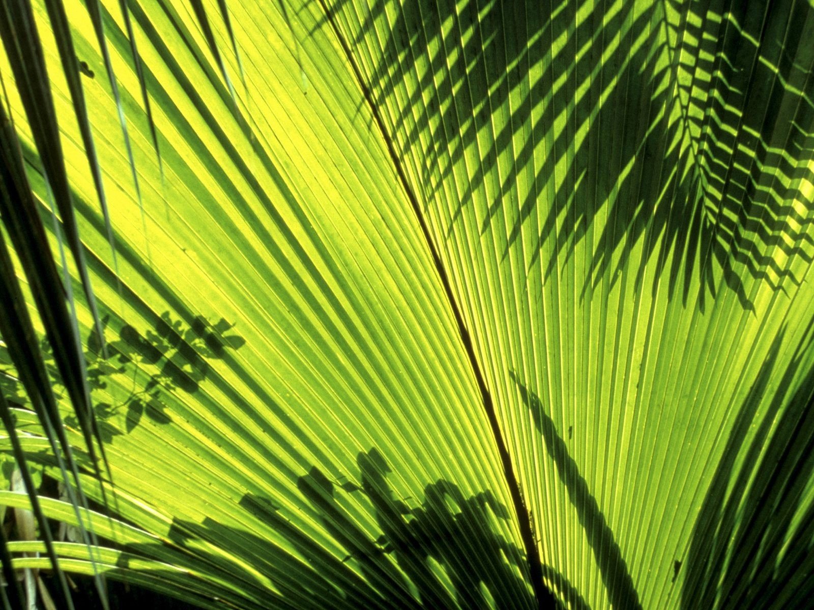 nature, Seychelles, Palm, Leaves Wallpaper