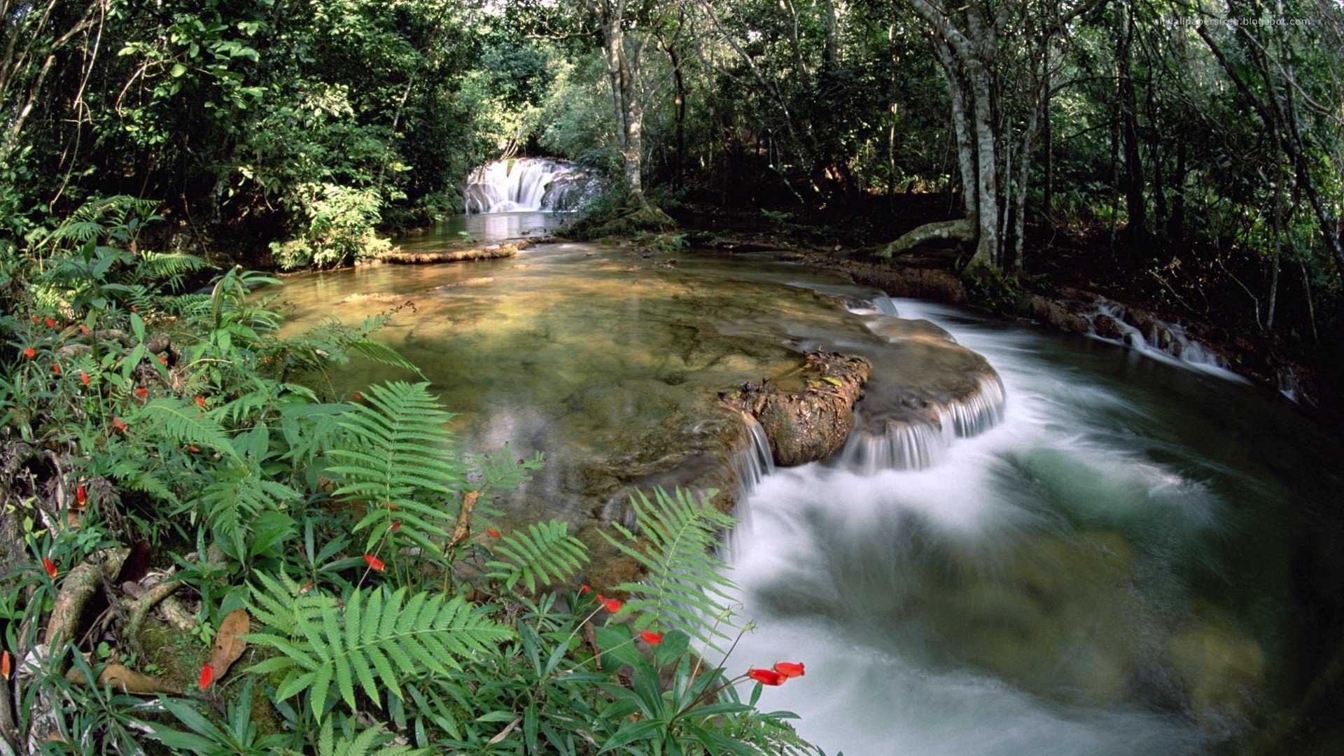 water, Landscapes, Nature, Trees, Forests, Rivers Wallpaper