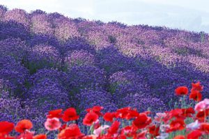 landscapes, Garden, Field, Poppy, Purple