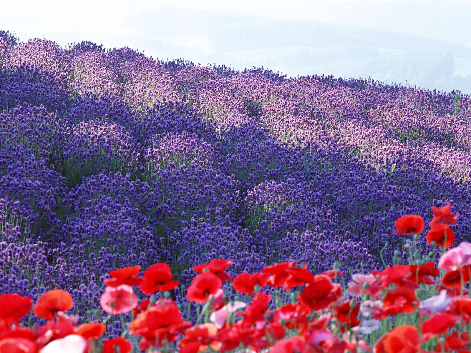 landscapes, Garden, Field, Poppy, Purple Wallpaper
