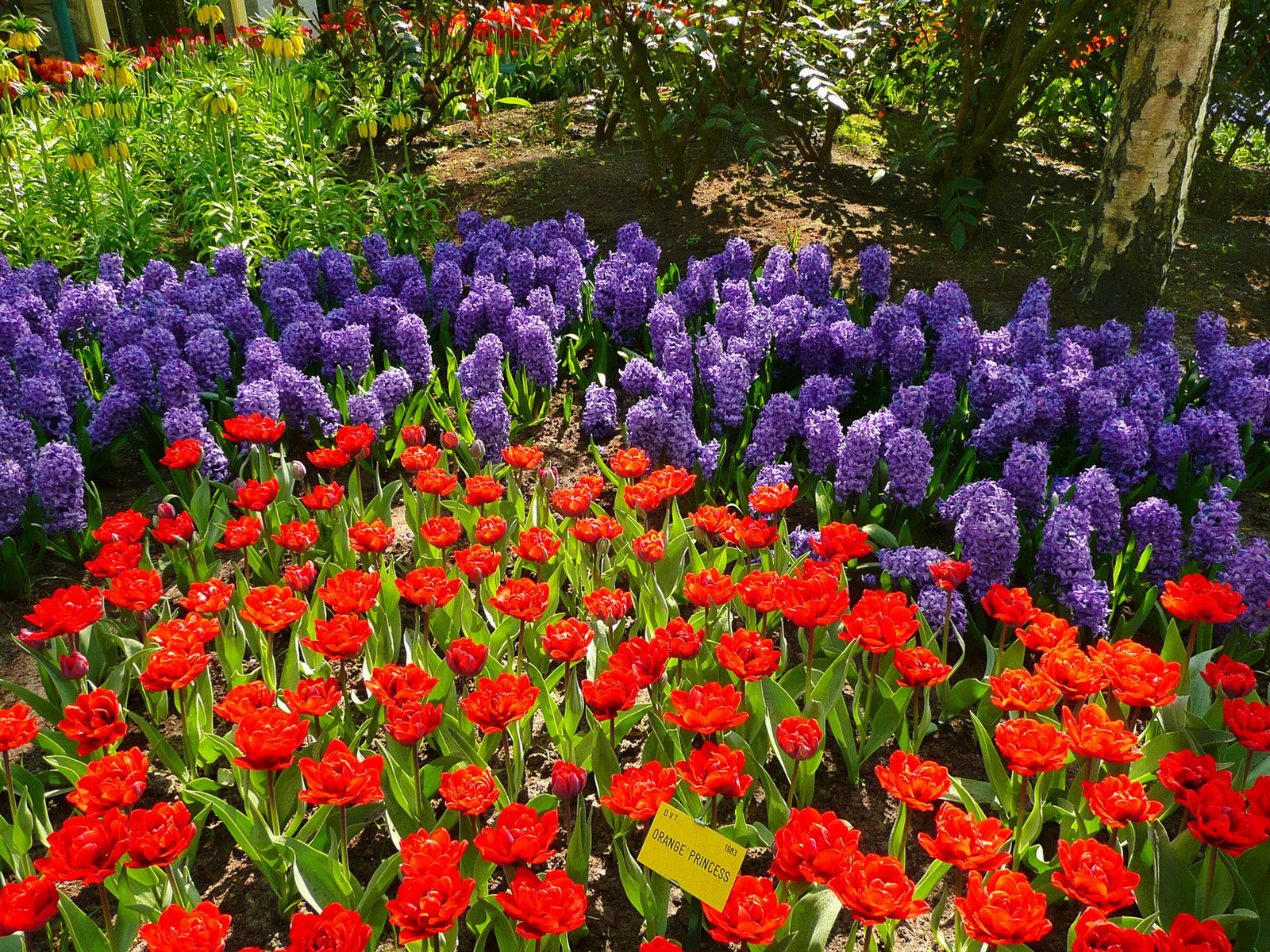 landscapes, Garden, Color, Plants Wallpaper