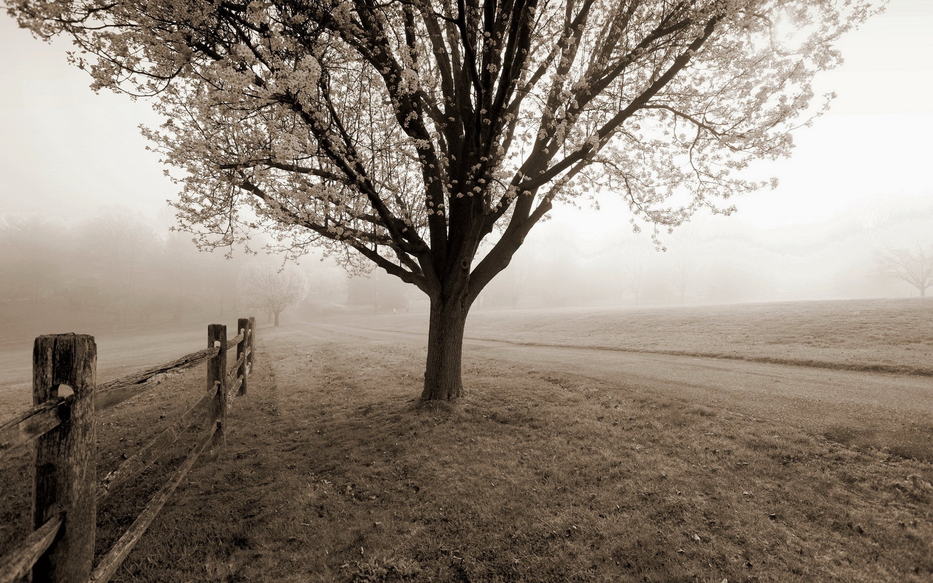 black, White, Sepia, Trees, Fog, Mist, Autumn, Fall, Fence, Roads, Path