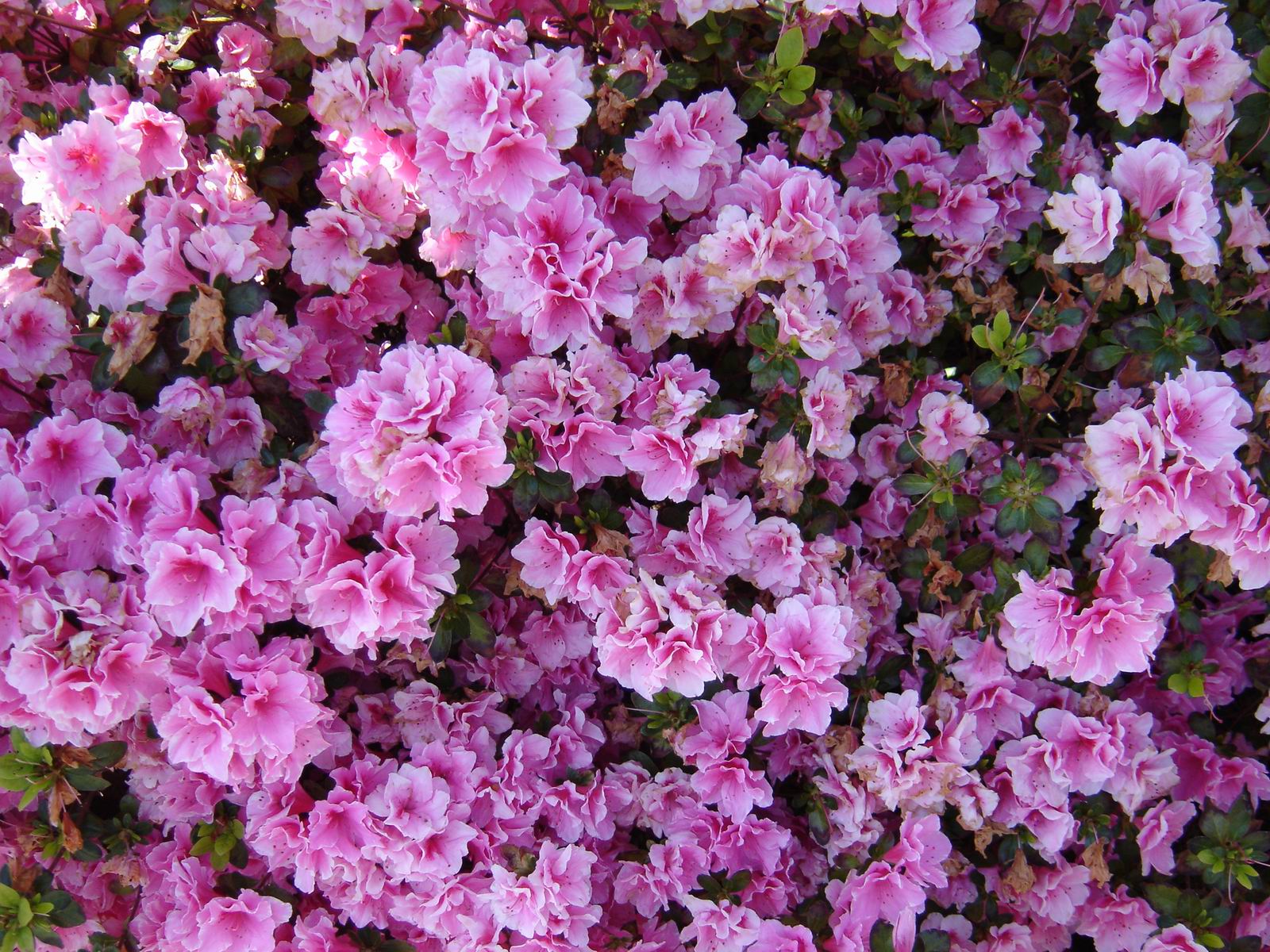 plants, Garden Wallpaper