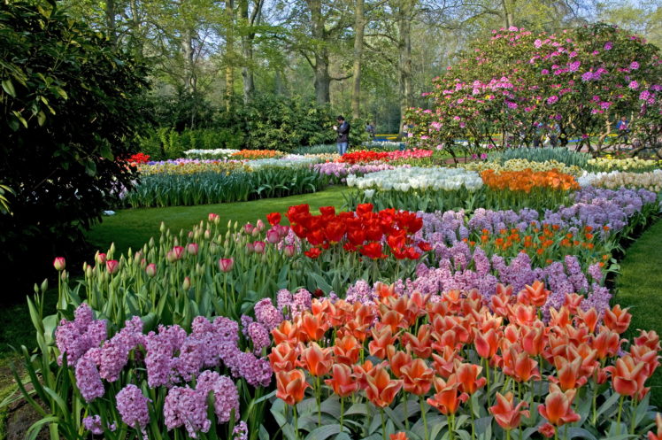 landscapes, Garden, Park, Color, Trees, Blossom HD Wallpaper Desktop Background