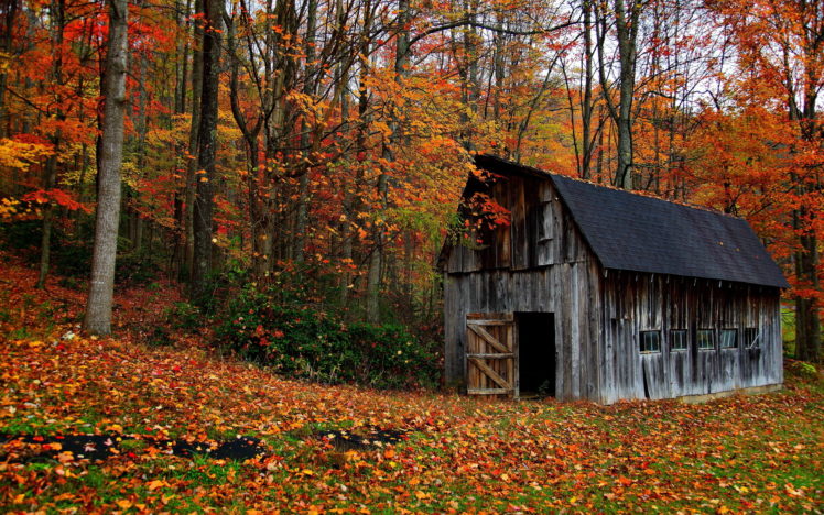 nature, Landscapes, Trees, Forest, Barn, Decay, Ruin, Retro, Autumn, Fall, Leaves, Rustic HD Wallpaper Desktop Background