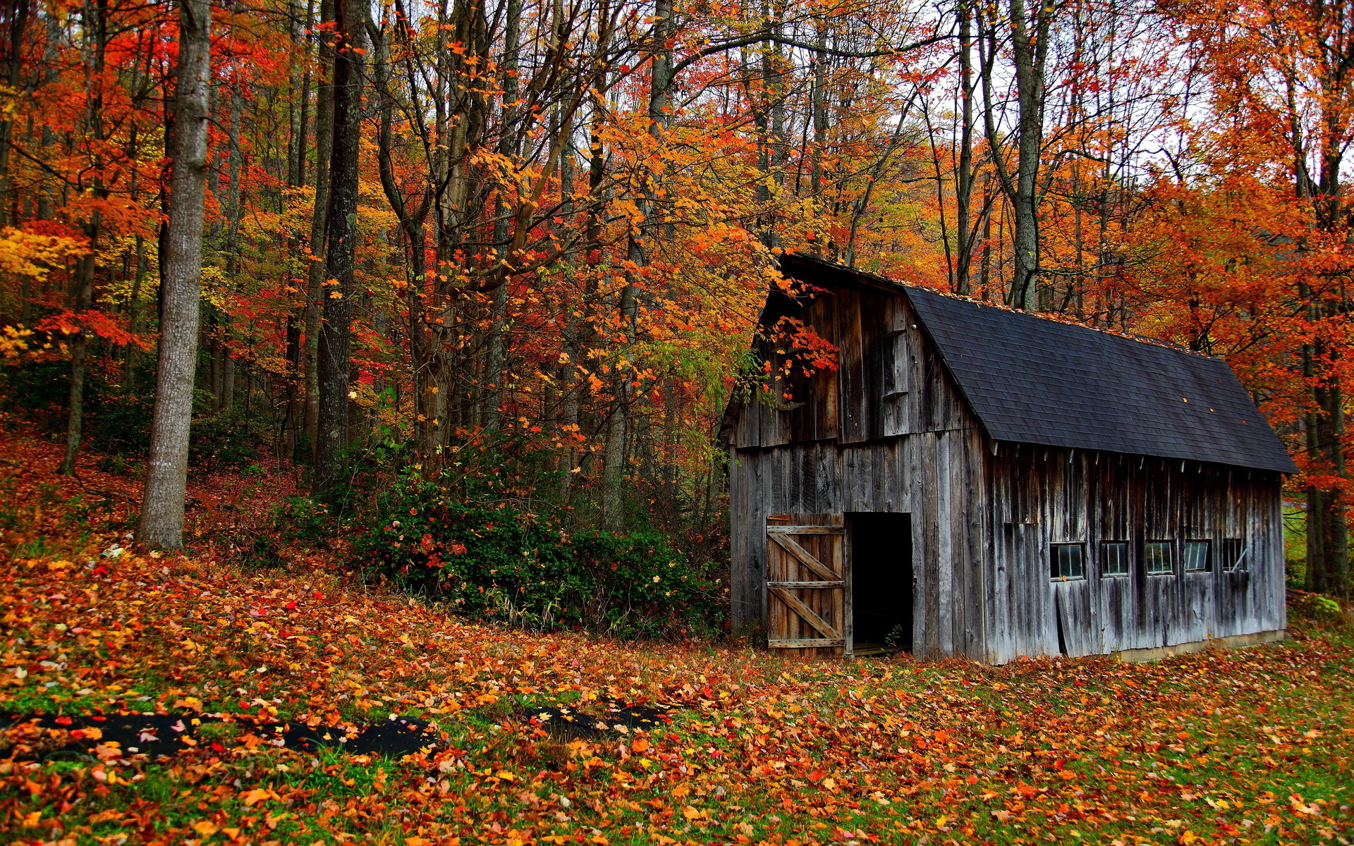 nature, Landscapes, Trees, Forest, Barn, Decay, Ruin, Retro, Autumn, Fall, Leaves, Rustic Wallpaper