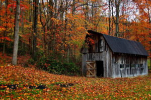 nature, Landscapes, Trees, Forest, Barn, Decay, Ruin, Retro, Autumn, Fall, Leaves, Rustic