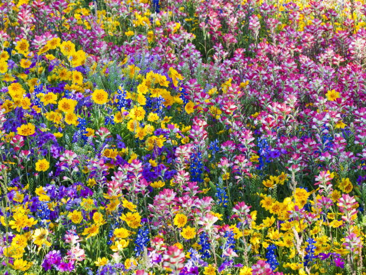 landscapes, Garden, Color, Plants HD Wallpaper Desktop Background