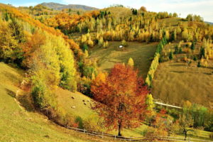 hills, Trees, Forest, Autumn, Fall, Sheep, Animals, Pasture, Fields